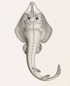 Laborer Rhinobate