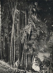 Giant Bamboo Dendrocalamus Giganteus in Peradeniya near Kandy by Unbekannt