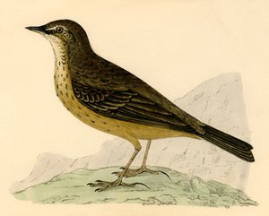 Rock Pipit