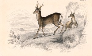 Roe Deer Capreolus Capreolus, Eurasian Species of Deer, 1828