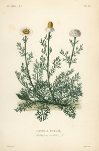 Roman camomile, Chamaemelum nobile, Anthemis nobilis