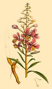 Rosebay Willowherb by Unbekannt