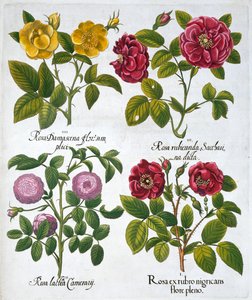 Roses