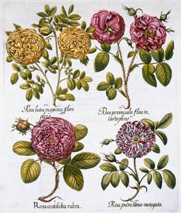 Roses