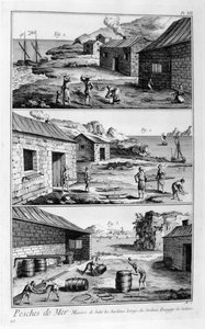 Salting, washing, packing sardines by Unbekannt