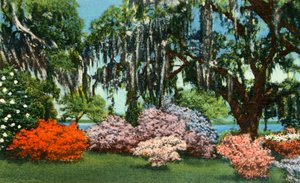 Scene in Belle Isle Gardens, near Georgetown, S.C.