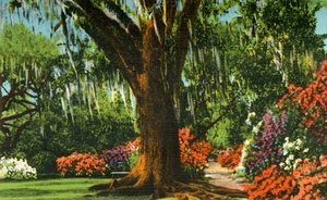Scene in Magnolia Gardens, near Charleston, S.C. by Unbekannt