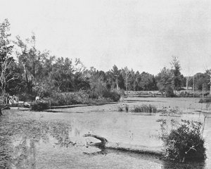 Scene in Mississippi, USA, c1900