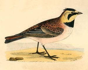 Shore Lark, late 19th century by Unbekannt