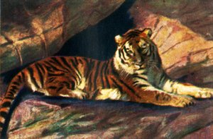 Siberian Tiger by Unbekannt