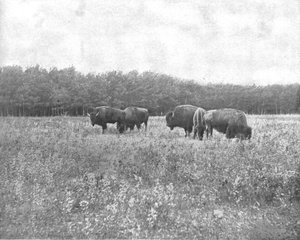 Silver Heights, Winnipeg, Canada, c1900 by Unbekannt