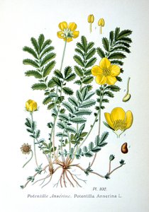 Silverweed by Unbekannt