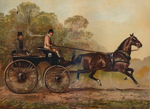 Single Harness Phaeton Horse Columbine, Property of Charles Baynes Esq., 1872 by Unbekannt