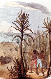 Slaves Cultivating Sugar Cane in the West Indies, 1852 by Unbekannt