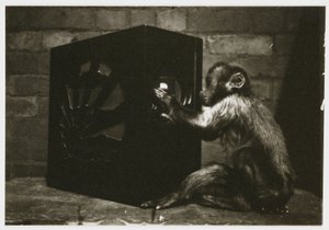 Small monkey playing with the dials on a radio, c 1935 by Unbekannt