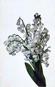 Snowdrop, French Flower Postcard by Unbekannt