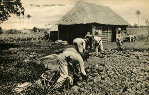 Sorting Pineapples, Cuba by Unbekannt