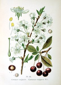 Sour cherry