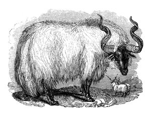 Spanish Sheep, 1848 by Unbekannt