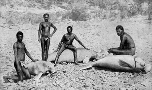 Speared Manatee, North-West Australia by Unbekannt
