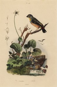 Spotted pardalote, Pardalotus punctatus
