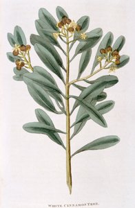 Sprig of white cinnamon Canella alba, 1823