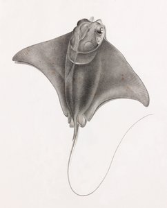 Stingray (close up view from top)
