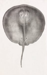Stingray, front view close up