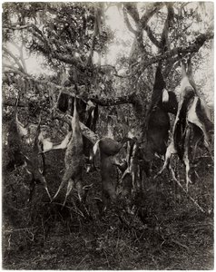 Strange fruit by Unbekannt