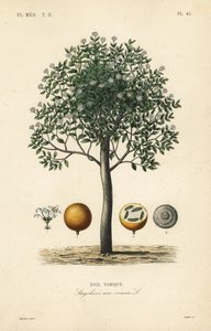 Strychnine tree, nux vomica, poison nut or semen strychnos