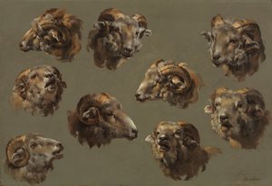Studies of Ram Heads by Unbekannt