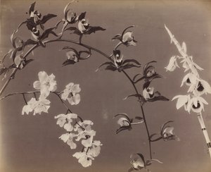 Study of Orchids