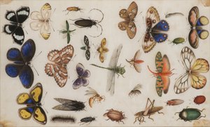 Study of butterflies and insects