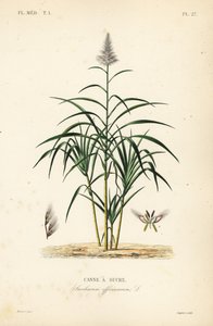 Sugarcane