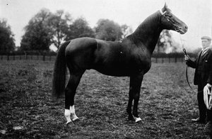 Surefoot, 1911