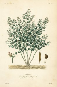 Syrian bean-caper