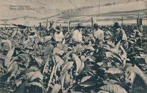 Shade grown Tobacco - Cuba by Unbekannt