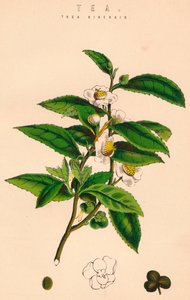 Tea, 19th Century