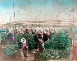 Tea Picking, Japan by Unbekannt