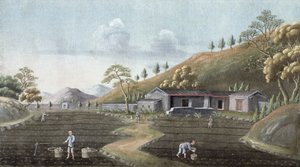 Tea Planting, China