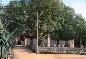 Terebinth Tree, Hammam Meskoutine, Algeria