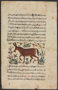 Text Page, Persian Prose Recto, Khar Ass Verso