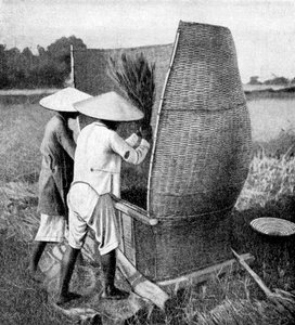 The Annamese way of reaping and threshing rice, Annam, Vietnam, 1922 by Unbekannt