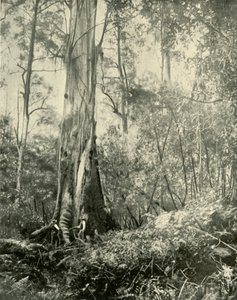 The Baron, a Noted Tall Tree by Unbekannt