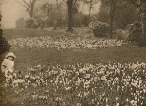 The Crocus Carpet of Spring by Unbekannt