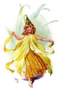 The Daffodil by Unbekannt