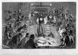 The Great 100 Rat Match, 19th century