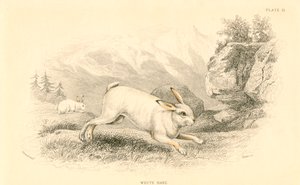 The Hare Lepus europaeus