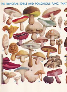 The Principal Edible and Poisonous Fungi In The British Isles by Unbekannt