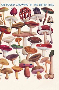 The Principal Edible and Poisonous Fungi In The British Isles, 1935 by Unbekannt